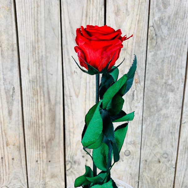 Rosa Preservada Roja.
