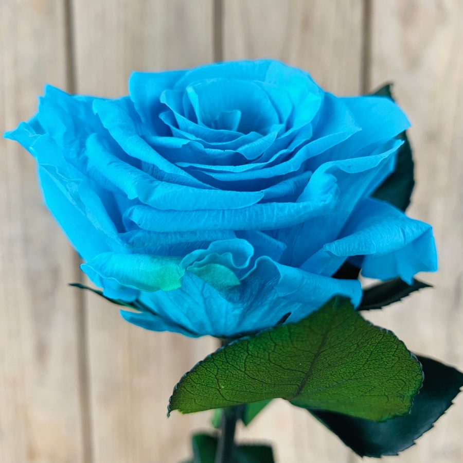 Rosa Preservada Azul Celeste