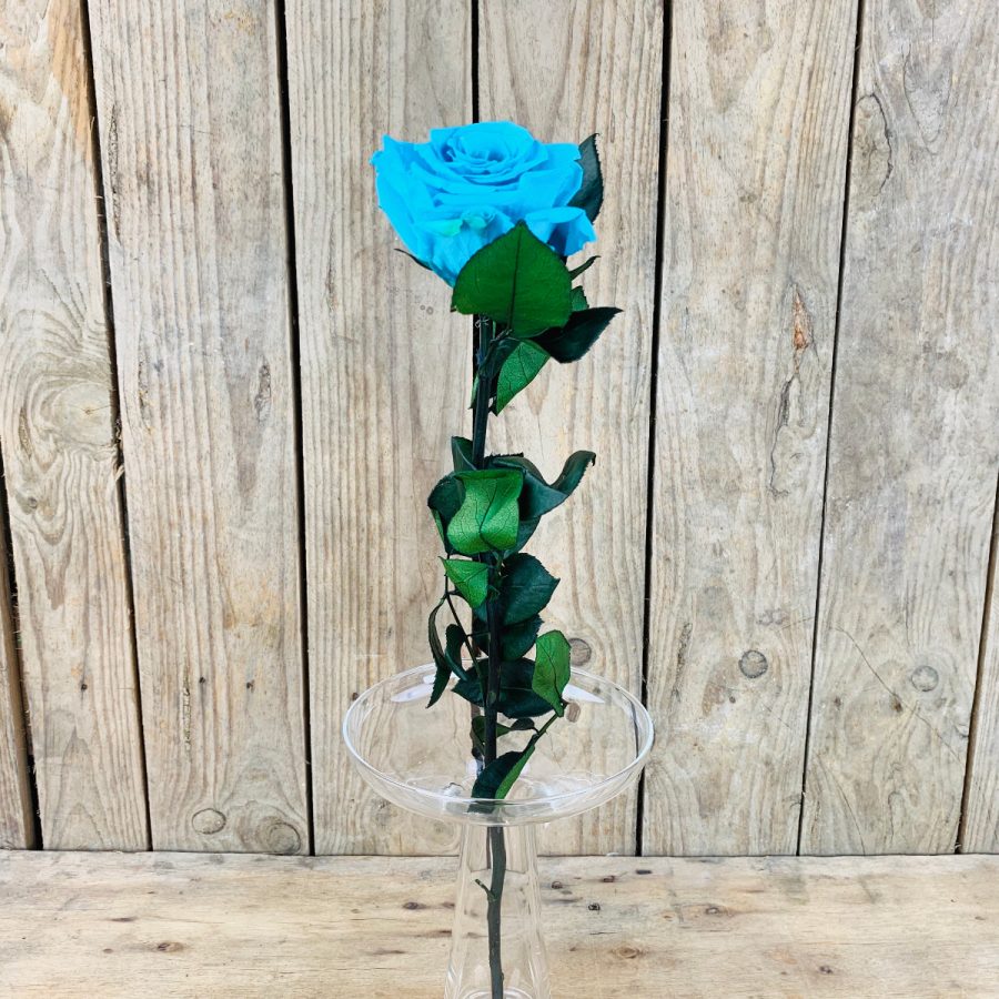 Rosa Preservada Azul Celeste